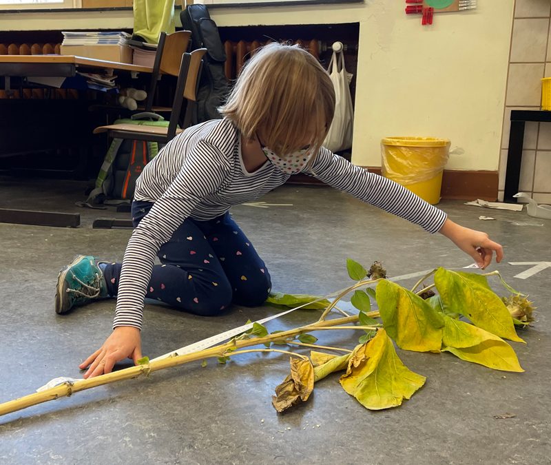 Wir messen Sonnenblumen